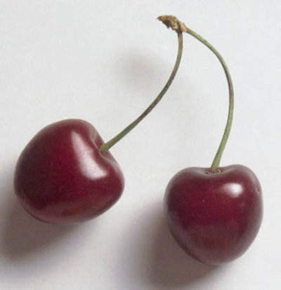 ����� ���� ����� ������� Prunus cerasusO.jp
